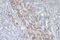 Anti-CD46 Antibody Picoband™ (monoclonal, 9E9)